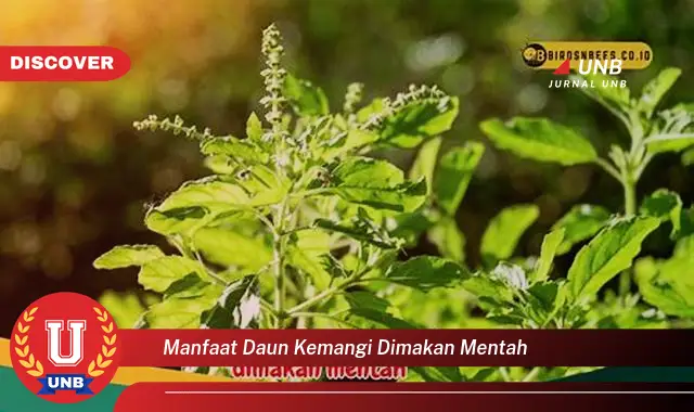 Ketahui 9 Manfaat Daun Kemangi Dimakan Mentah untuk Kesehatan Anda