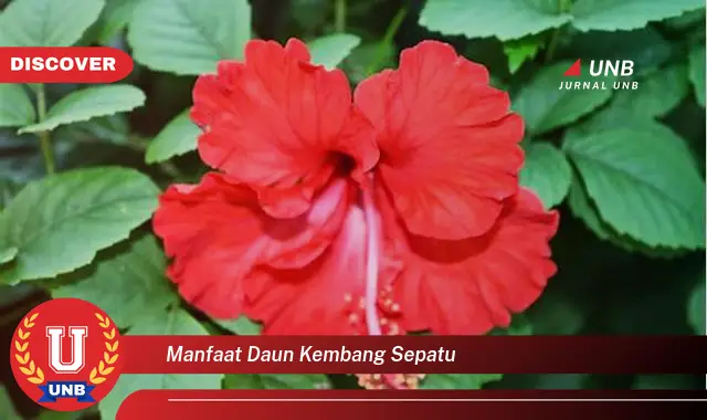 Ketahui 9 Manfaat Daun Kemangi Sepatu untuk Kesehatan Tubuh Anda