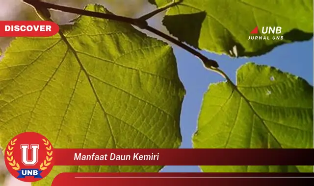 manfaat daun kemiri