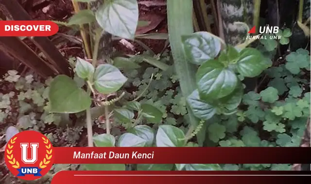 Ketahui 8 Manfaat Daun Kenci untuk Kesehatan Anda