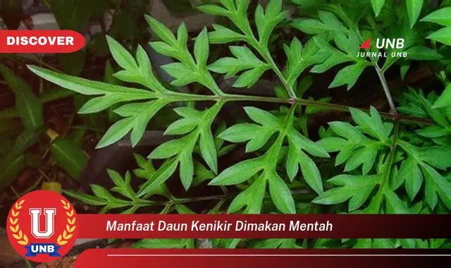 Ketahui 10 Manfaat Daun Kenikir Dimakan Mentah untuk Kesehatan Anda