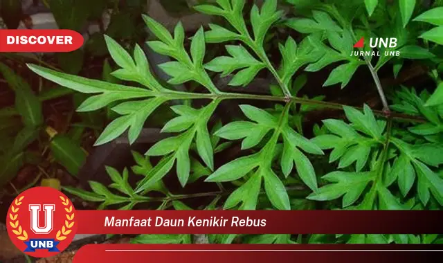 manfaat daun kenikir rebus