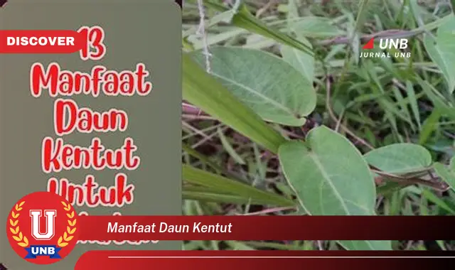 Ketahui 10 Manfaat Daun Kentut untuk Kesehatan Tubuh Anda