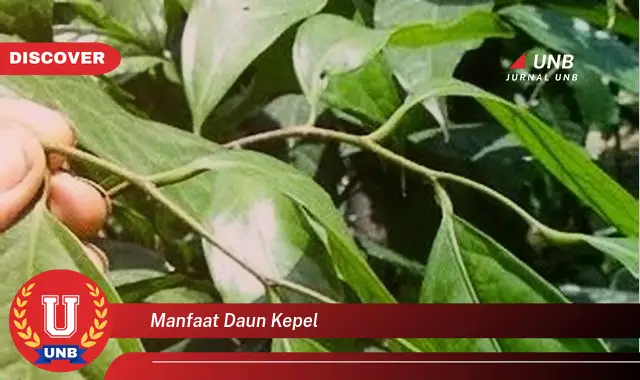 manfaat daun kepel