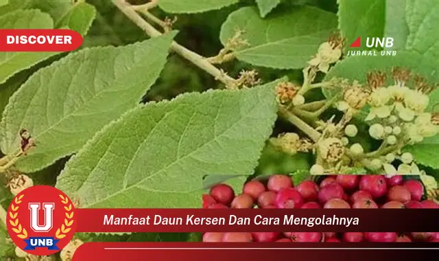 manfaat daun kersen dan cara mengolahnya