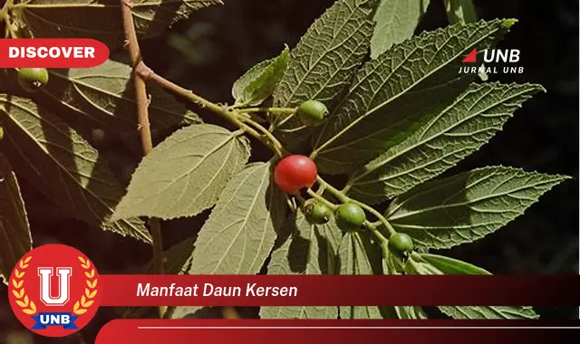 manfaat daun kersen