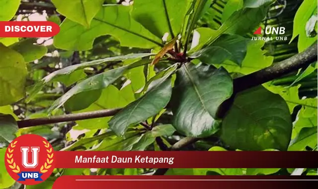 Ketahui 10 Manfaat Daun Ketapang untuk Ikan Hias Anda, Kesehatan, Warna, dan Perkembangbiakan