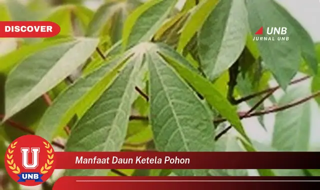 Ketahui 9 Manfaat Daun Ketela Pohon untuk Kesehatan Anda