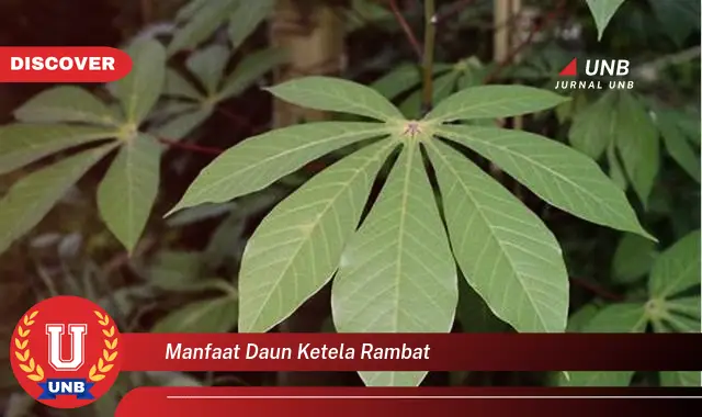 manfaat daun ketela rambat