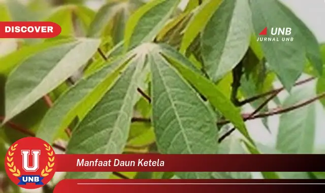 manfaat daun ketela