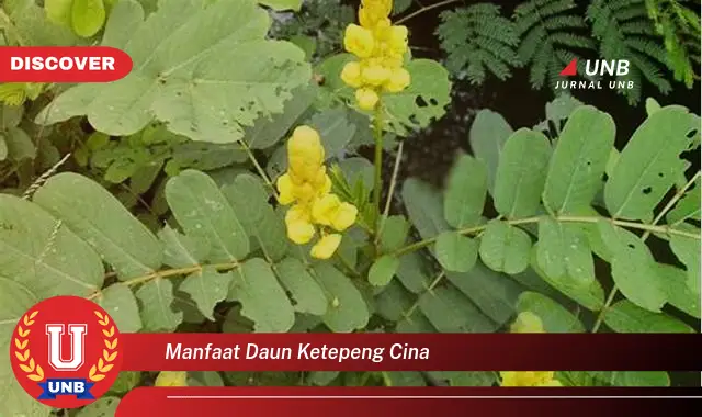 Ketahui 9 Manfaat Daun Ketepeng Cina untuk Kesehatan dan Kecantikan