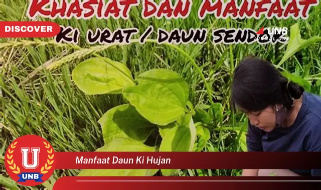 Ketahui 9 Manfaat Daun Ki Hujan untuk Kesehatan Anda