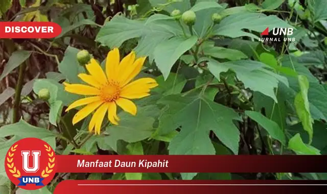 manfaat daun kipahit