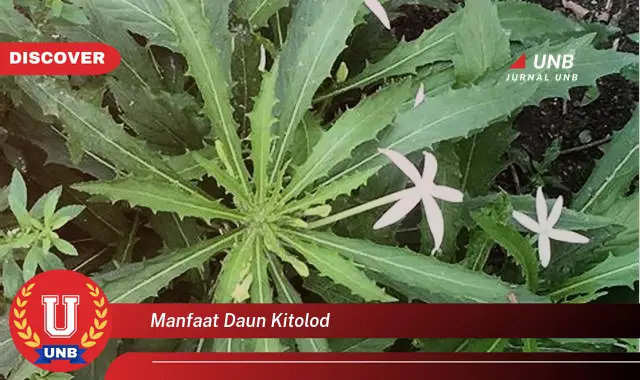 manfaat daun kitolod