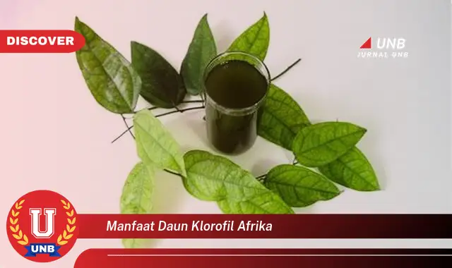 manfaat daun klorofil afrika