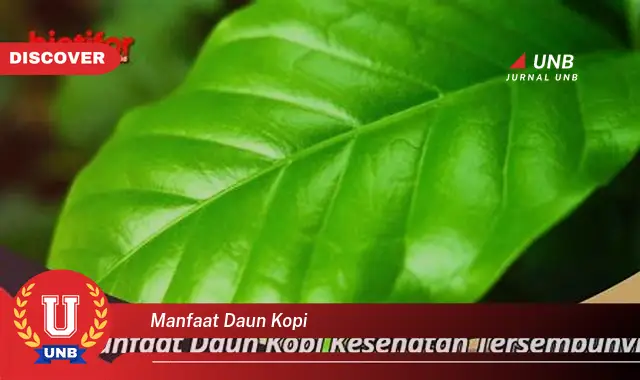 manfaat daun kopi