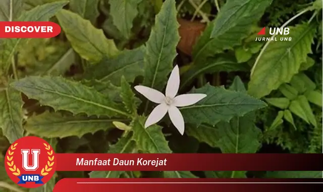 Ketahui 10 Manfaat Daun Korejat untuk Kesehatan dan Kecantikan