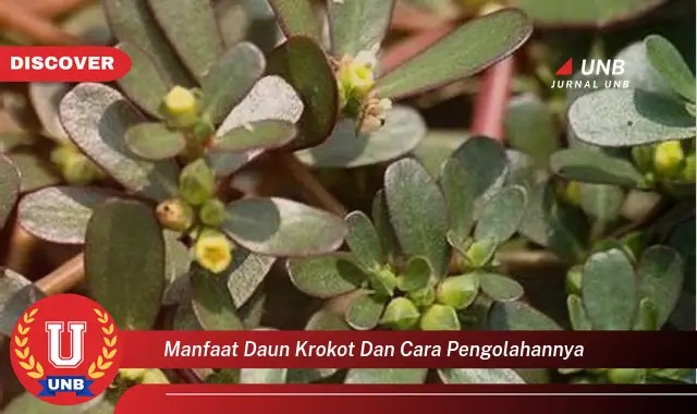 Ketahui 8 Manfaat Daun Krokot untuk Kesehatan dan Cara Mengolahnya dengan Mudah