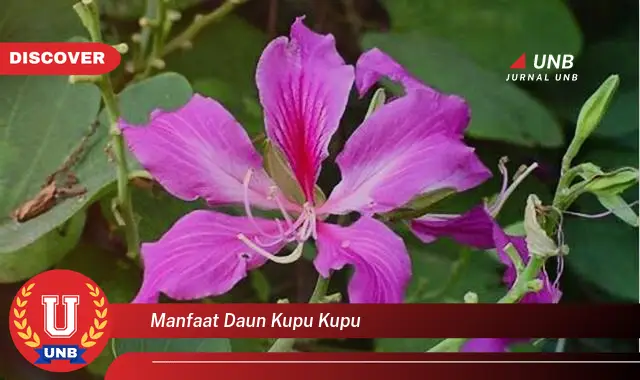 Ketahui 9 Manfaat Daun Kupu,Kupu untuk Kesehatan Anda