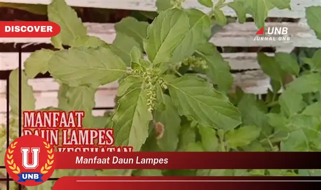 Ketahui 8 Manfaat Daun Lampes untuk Kesehatan dan Kecantikan