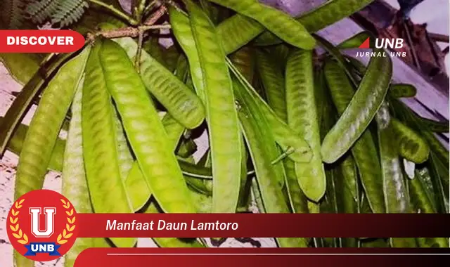 Ketahui 8 Manfaat Daun Lamtoro untuk Kesehatan Tubuh Anda