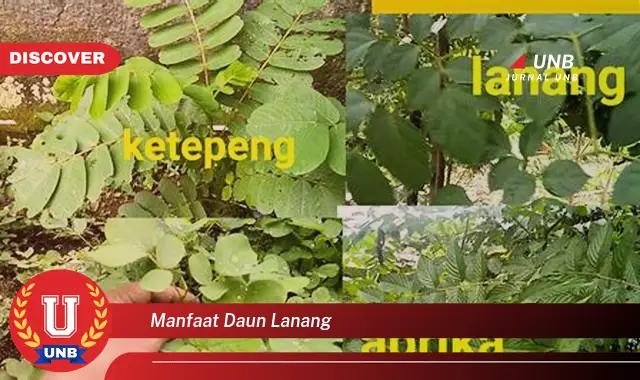 Ketahui 9 Manfaat Daun Lanang untuk Kesehatan Pria dan Cara Penggunaannya