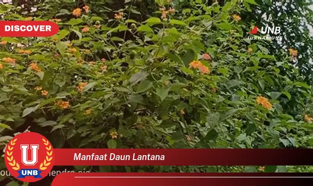 Ketahui 8 Manfaat Daun Lantana untuk Kesehatan dan Kecantikan