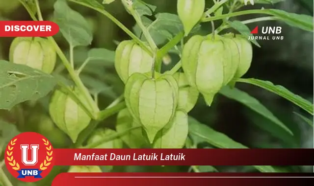 Ketahui 8 Manfaat Daun Latuik Latuik untuk Kesehatan Anda