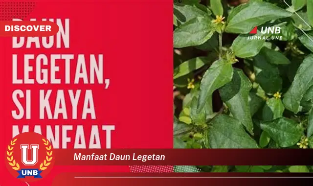 Ketahui 10 Manfaat Daun Legetan untuk Kesehatan Tubuh Anda