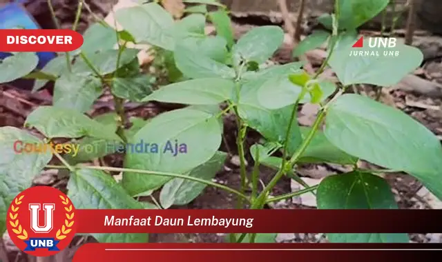 Ketahui 8 Manfaat Daun Lembayung untuk Kesehatan Tubuh Anda