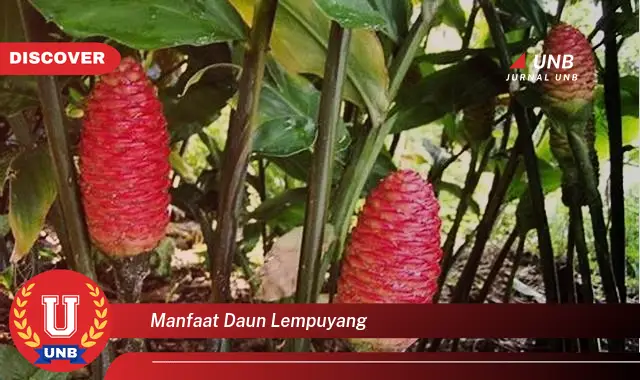 manfaat daun lempuyang