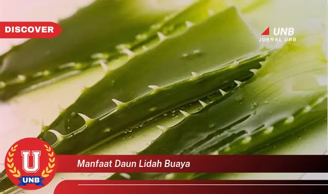 Ketahui 8 Manfaat Daun Lidah Buaya untuk Kesehatan, Kecantikan, dan Rambut