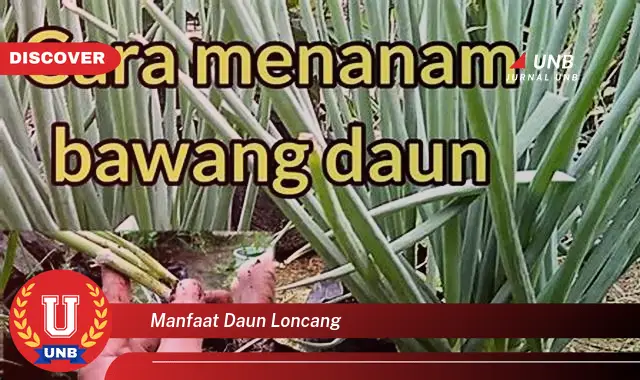 manfaat daun loncang