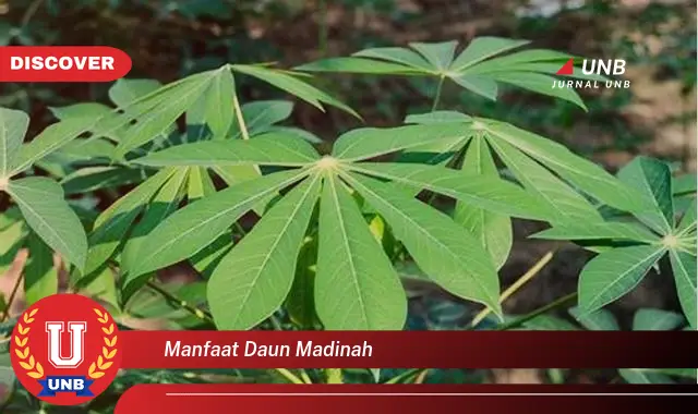 Ketahui 8 Manfaat Daun Madinah untuk Kesehatan Tubuh Anda