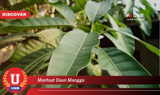 manfaat daun mangga