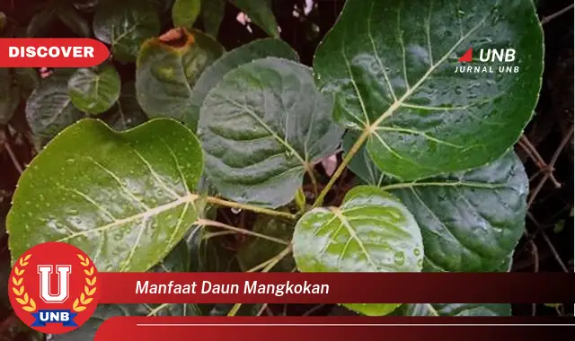 manfaat daun mangkokan