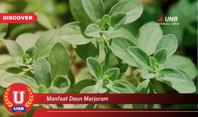 Ketahui 10 Manfaat Daun Marjoram untuk Kesehatan dan Kecantikan Anda