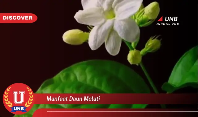 manfaat daun melati