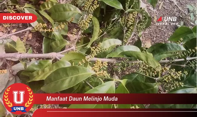 Ketahui 9 Manfaat Daun Melinjo Muda untuk Kesehatan Anda