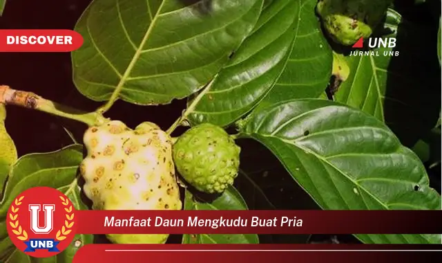 Ketahui 8 Manfaat Daun Mengkudu untuk Kesehatan Pria, Meningkatkan Stamina dan Vitalitas