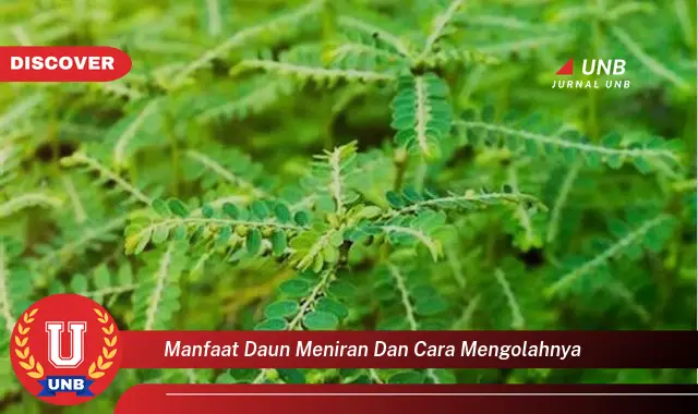 Ketahui 10 Manfaat Daun Meniran untuk Kesehatan dan Cara Mengolahnya dengan Mudah