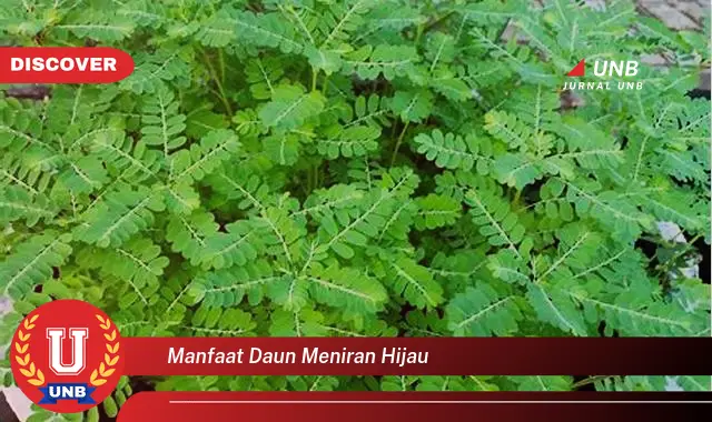 manfaat daun meniran hijau