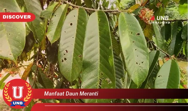 Ketahui 8 Manfaat Daun Meranti untuk Kesehatan dan Kecantikan