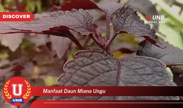 manfaat daun miana ungu