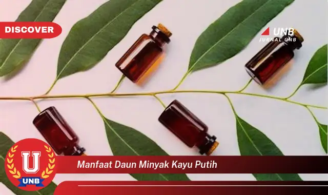 manfaat daun minyak kayu putih