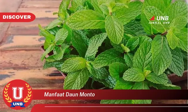 manfaat daun monto