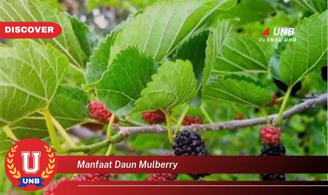 Ketahui 10 Manfaat Daun Mulberry untuk Kesehatan Tubuh Anda