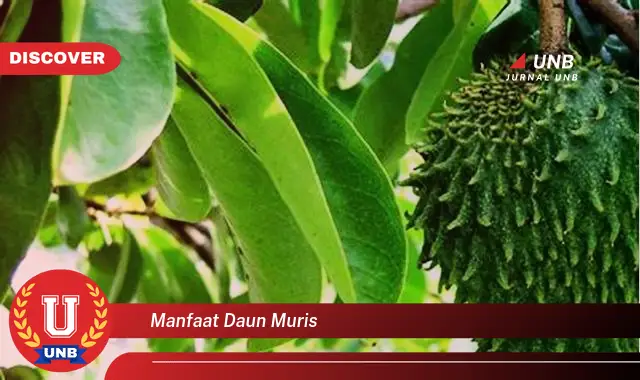 manfaat daun muris