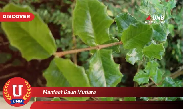 manfaat daun mutiara