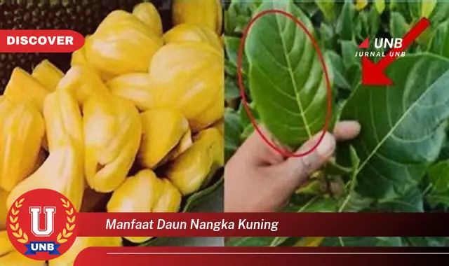 Ketahui 10 Manfaat Daun Nangka Kuning untuk Kesehatan dan Kecantikan